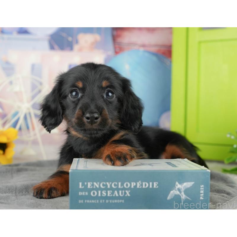 販売中の東京都のミニチュアダックスフンド(ロングヘアード)-449468の6枚目