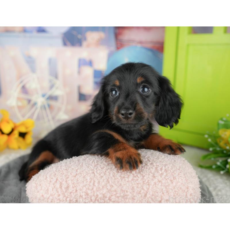 販売中の東京都のミニチュアダックスフンド(ロングヘアード)-449468の5枚目