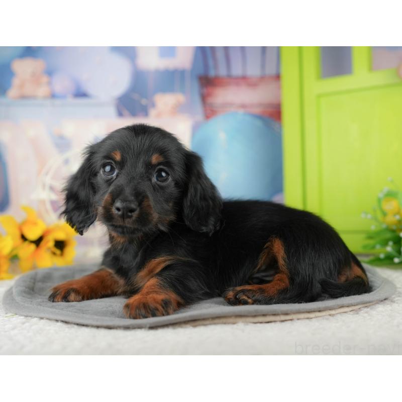 販売中の東京都のミニチュアダックスフンド(ロングヘアード)-449468の3枚目