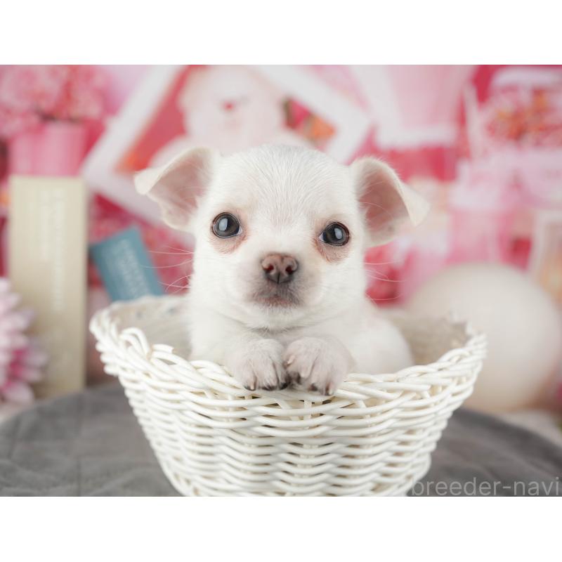 販売中の東京都のチワワ(スムースコート)-449466