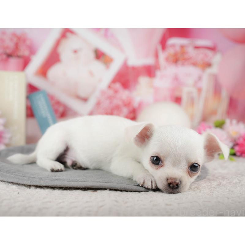 販売中の東京都のチワワ(スムースコート)-449466の10枚目