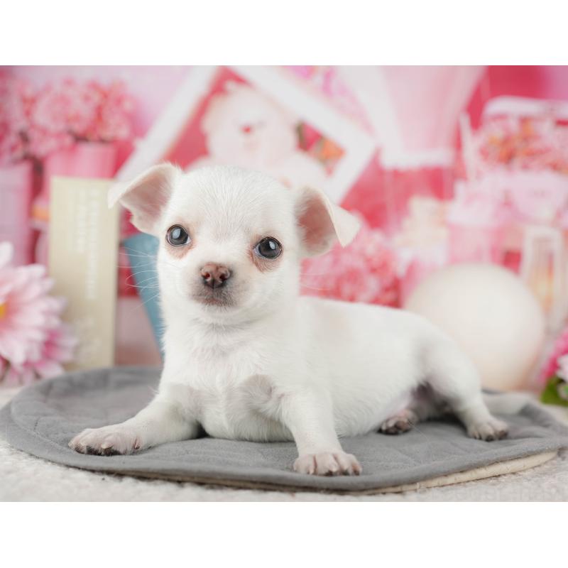 販売中の東京都のチワワ(スムースコート)-449466の9枚目