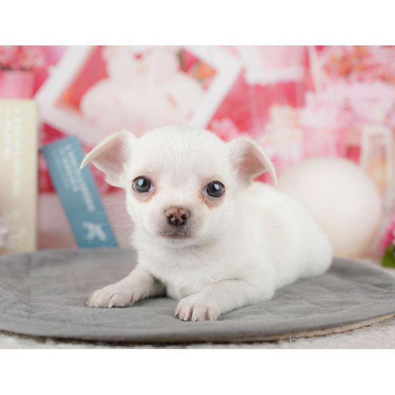 販売中の東京都のチワワ(スムースコート)-449466の8枚目