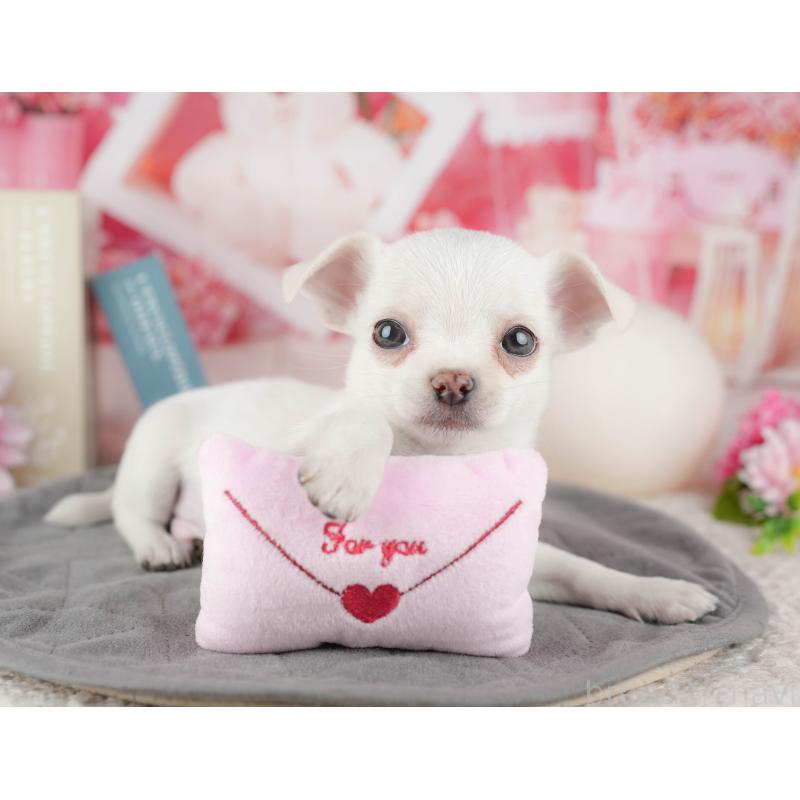 販売中の東京都のチワワ(スムースコート)-449466の6枚目