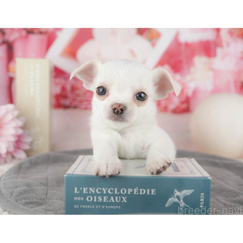 販売中の東京都のチワワ(スムースコート)-449466の5枚目