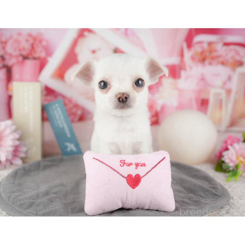 販売中の東京都のチワワ(スムースコート)-449466の4枚目