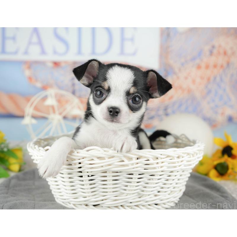 販売中の東京都のチワワ(スムースコート)-449463の1枚目