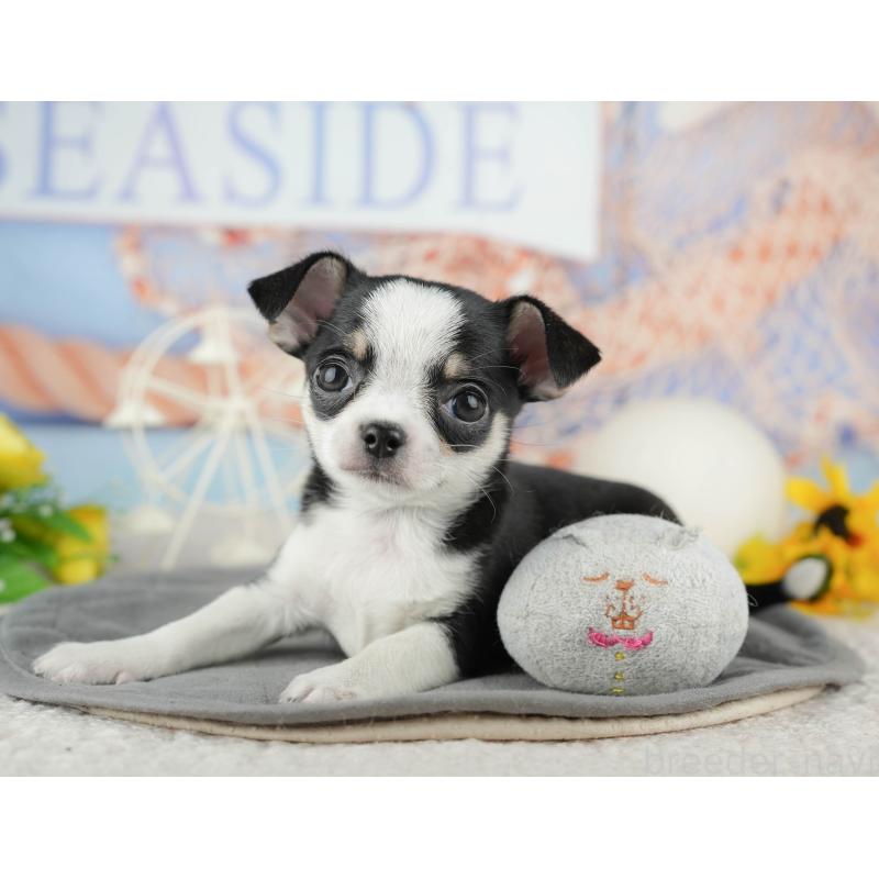 販売中の東京都のチワワ(スムースコート)-449463の10枚目