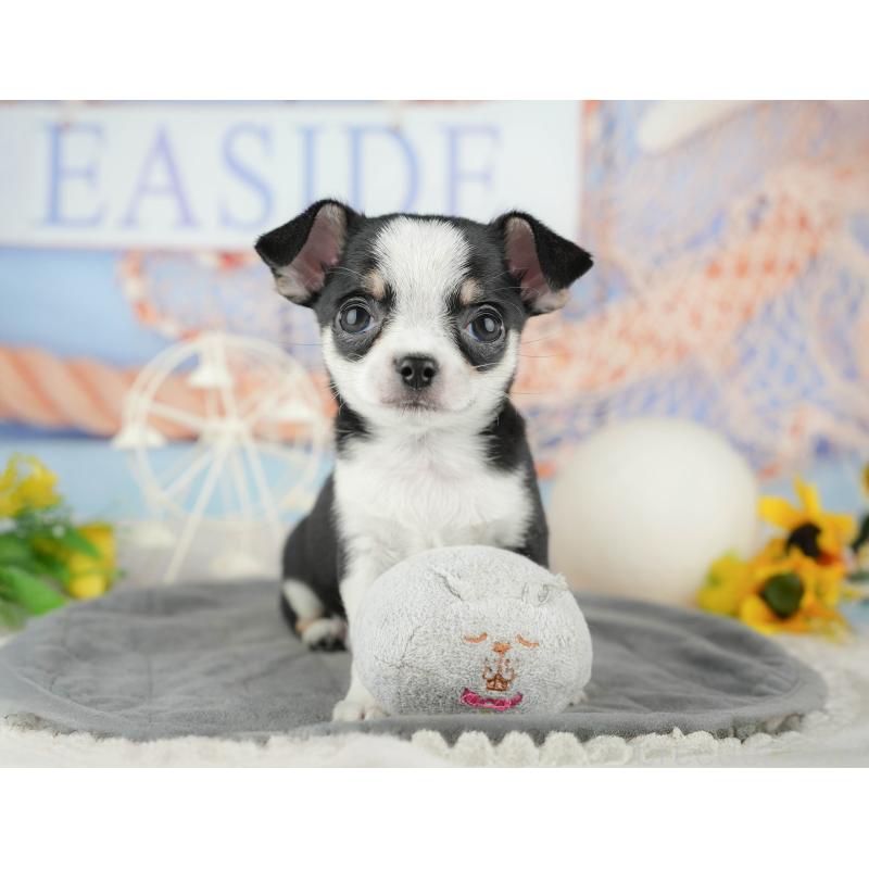 販売中の東京都のチワワ(スムースコート)-449463の8枚目