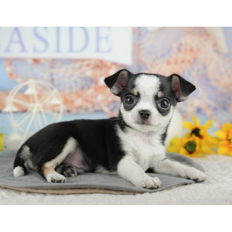 販売中の東京都のチワワ(スムースコート)-449463の7枚目