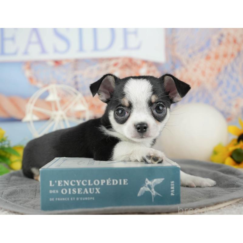 販売中の東京都のチワワ(スムースコート)-449463の6枚目