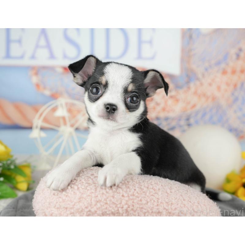 販売中の東京都のチワワ(スムースコート)-449463の5枚目