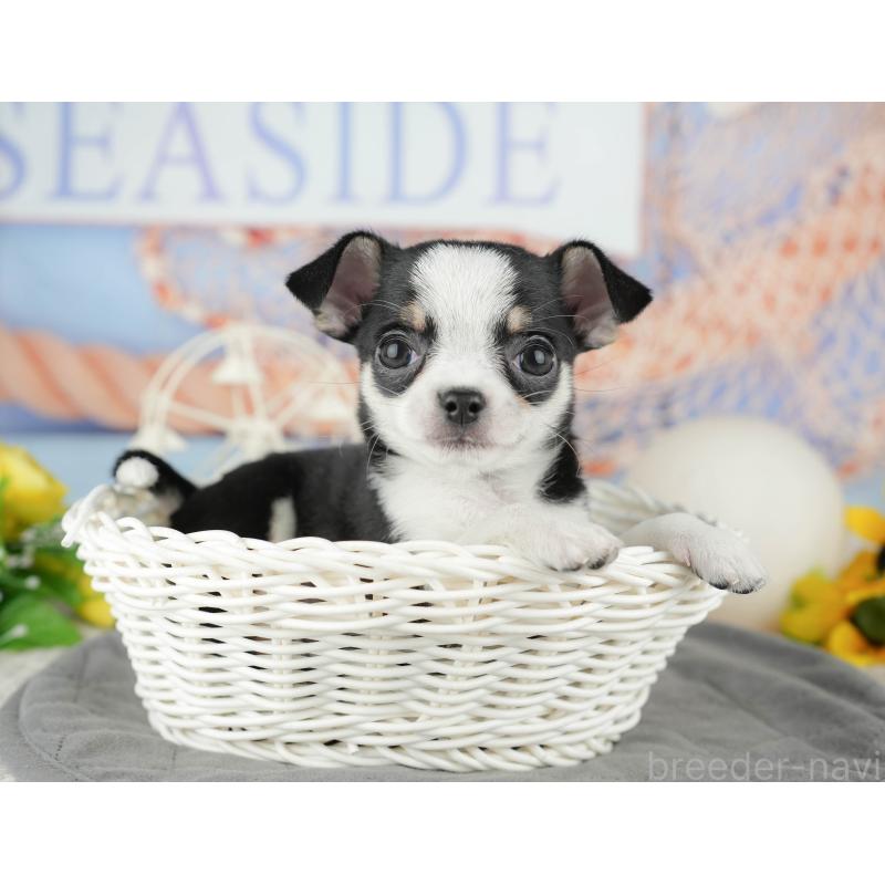 販売中の東京都のチワワ(スムースコート)-449463の4枚目