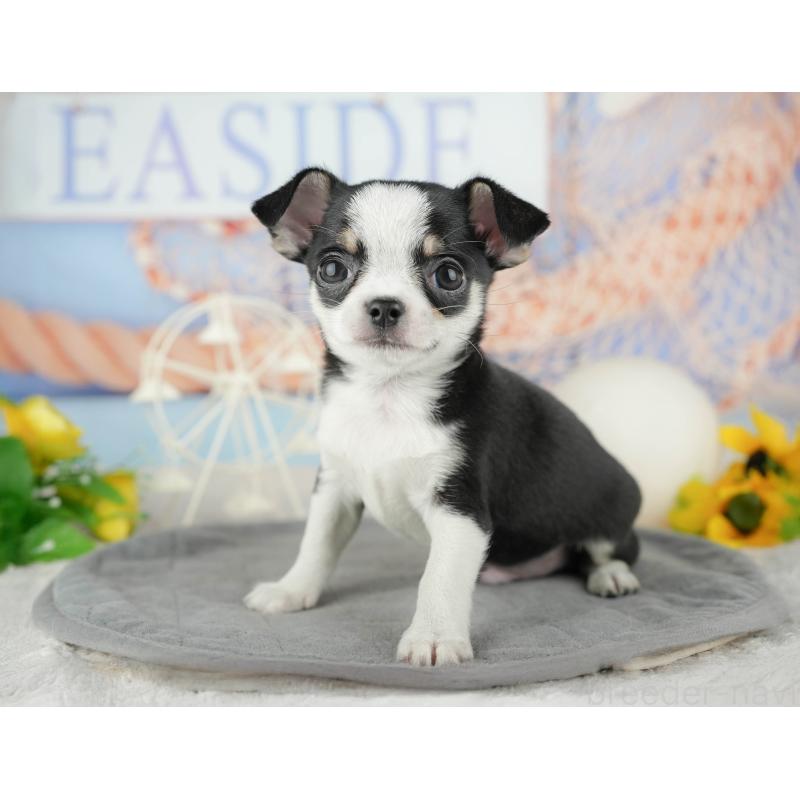 販売中の東京都のチワワ(スムースコート)-449463の3枚目