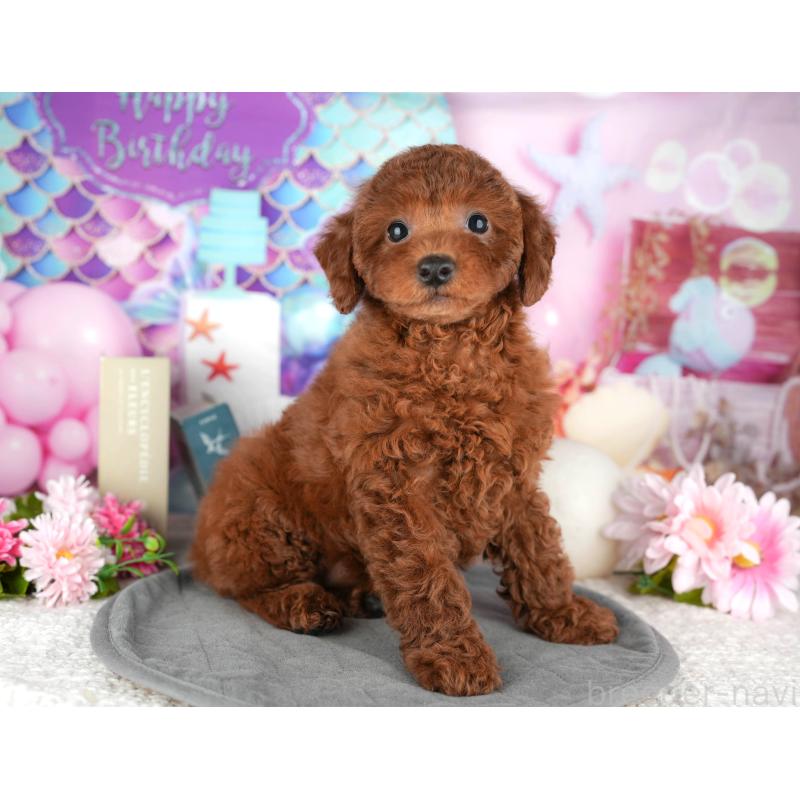 販売中の東京都のトイプードル-449462の11枚目