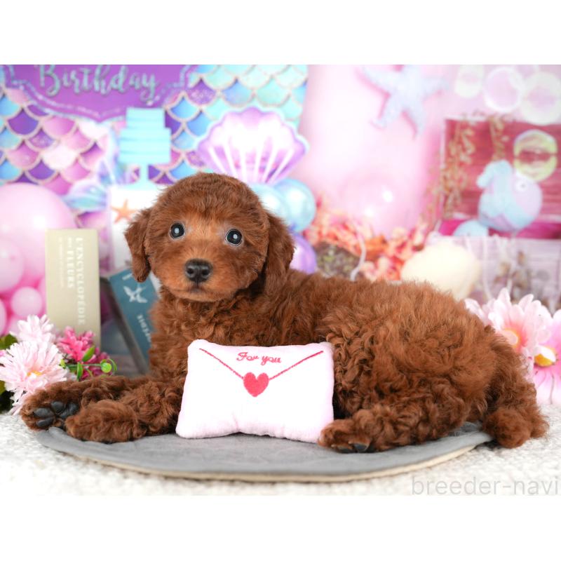 販売中の東京都のトイプードル-449462の10枚目