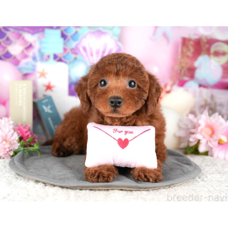 販売中の東京都のトイプードル-449462の9枚目