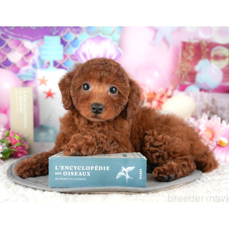 販売中の東京都のトイプードル-449462の8枚目