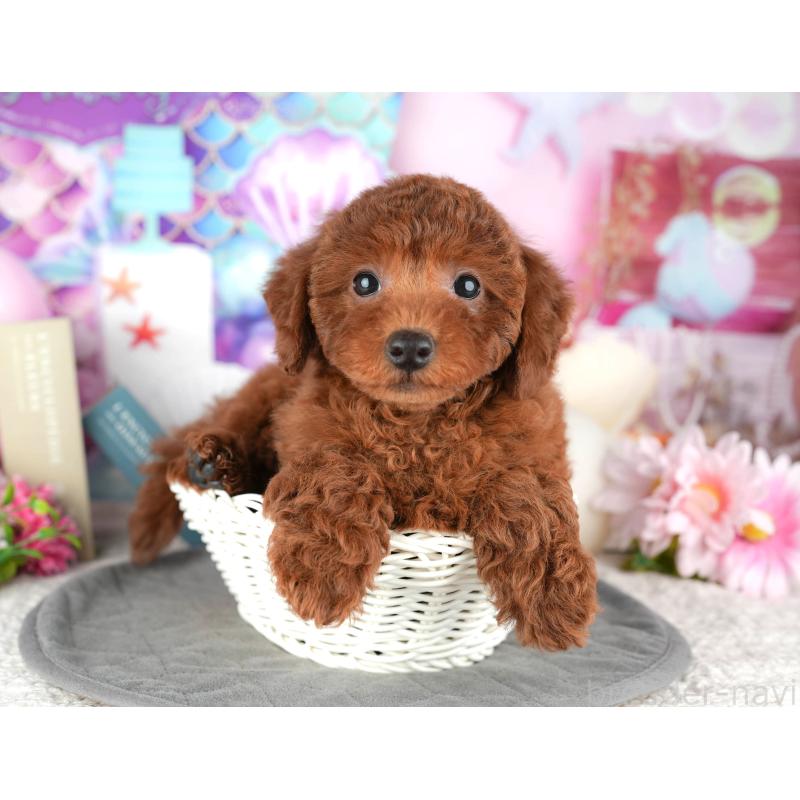 販売中の東京都のトイプードル-449462の7枚目