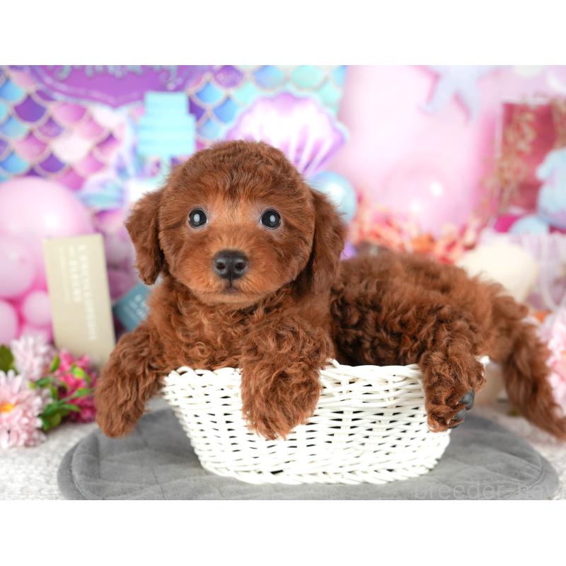 販売中の東京都のトイプードル-449462の6枚目