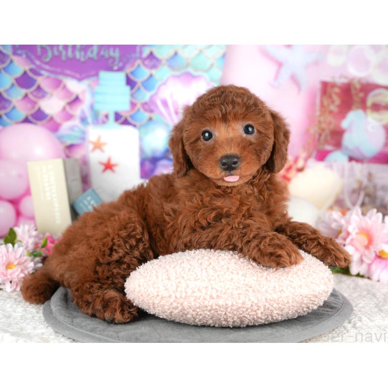 販売中の東京都のトイプードル-449462の5枚目