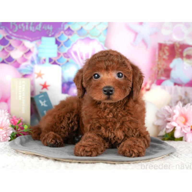 販売中の東京都のトイプードル-449462の4枚目