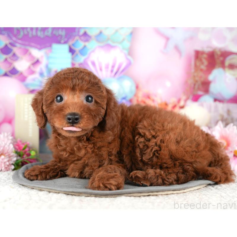 販売中の東京都のトイプードル-449462の3枚目