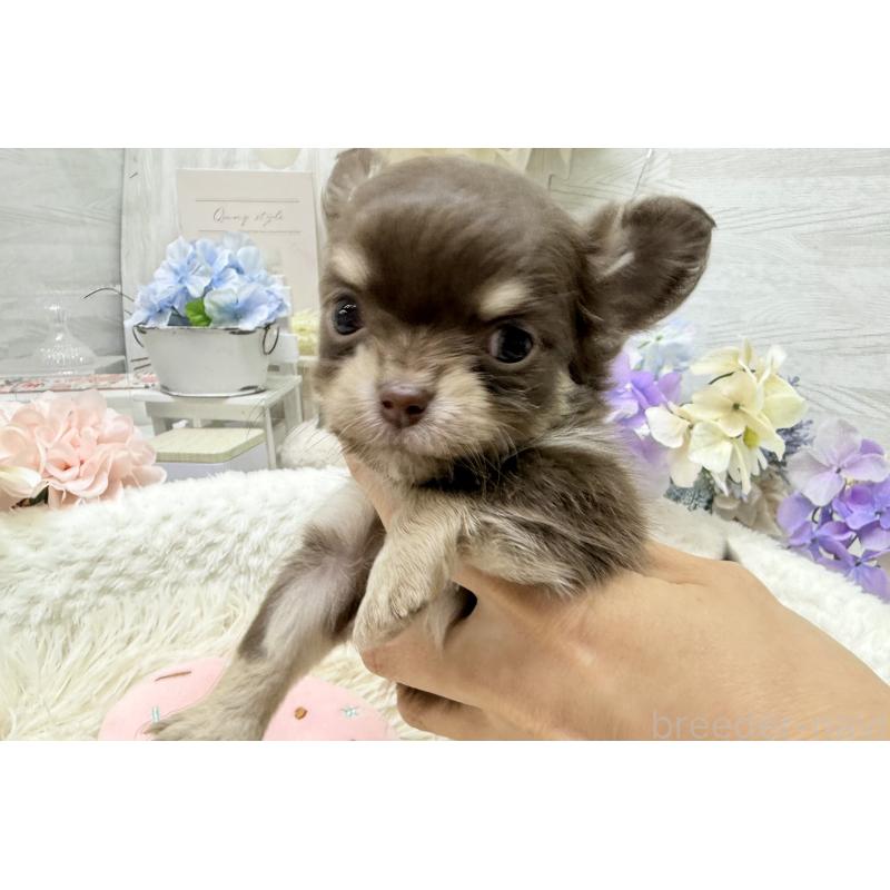 販売中の京都府のチワワ(ロングコート)-449187の8枚目