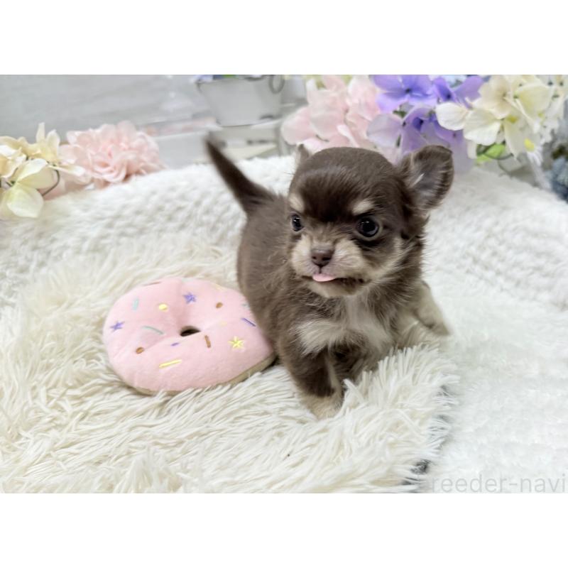 販売中の京都府のチワワ(ロングコート)-449187の7枚目