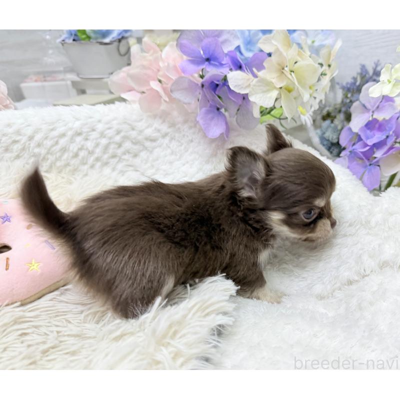 販売中の京都府のチワワ(ロングコート)-449187の6枚目