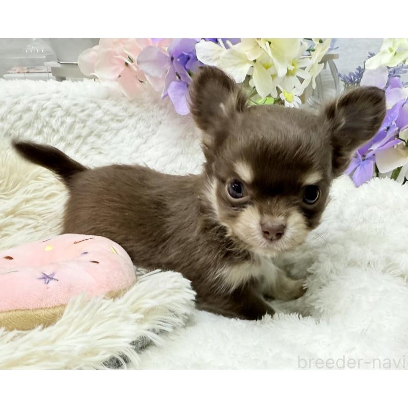 販売中の京都府のチワワ(ロングコート)-449187の5枚目