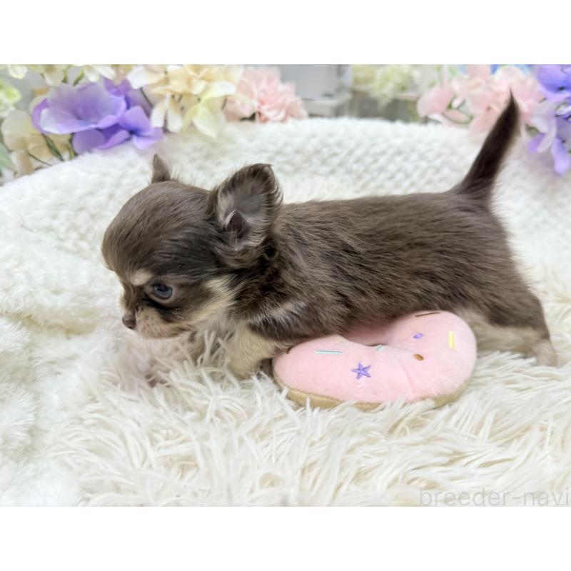 販売中の京都府のチワワ(ロングコート)-449187の4枚目