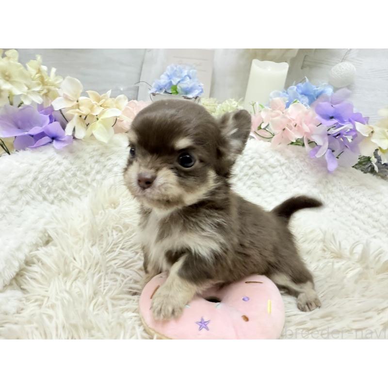 販売中の京都府のチワワ(ロングコート)-449187の3枚目