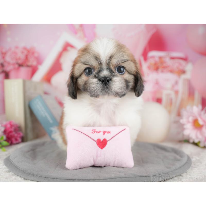 販売中の東京都のミックス犬-449308