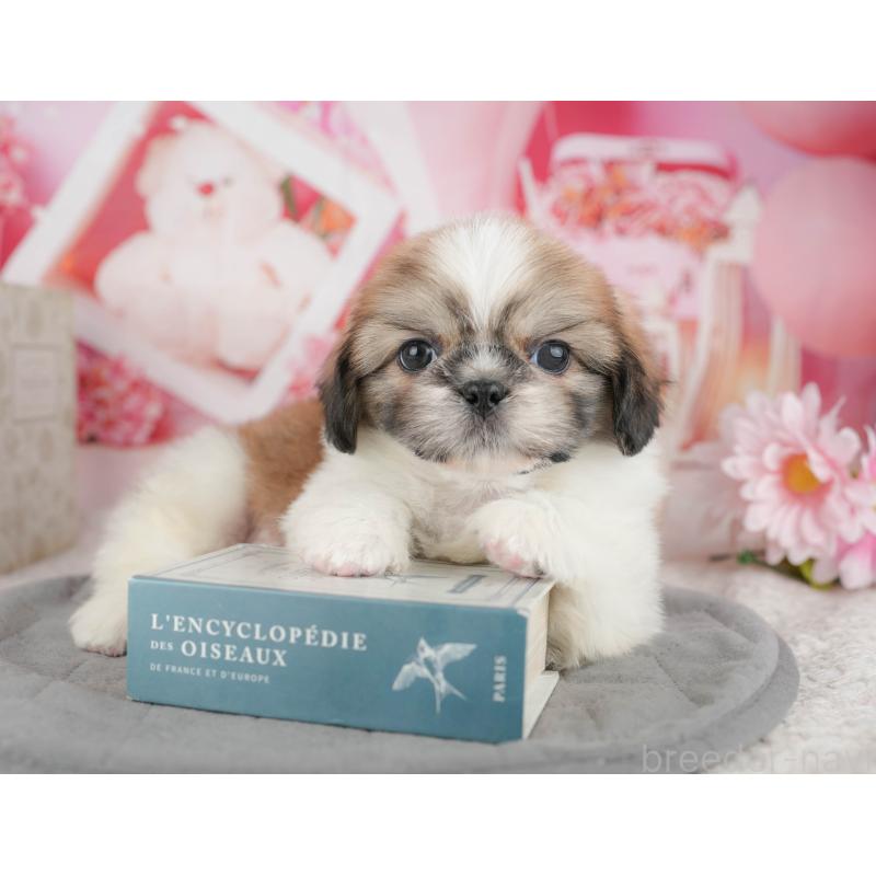 販売中の東京都のミックス犬-449308の11枚目