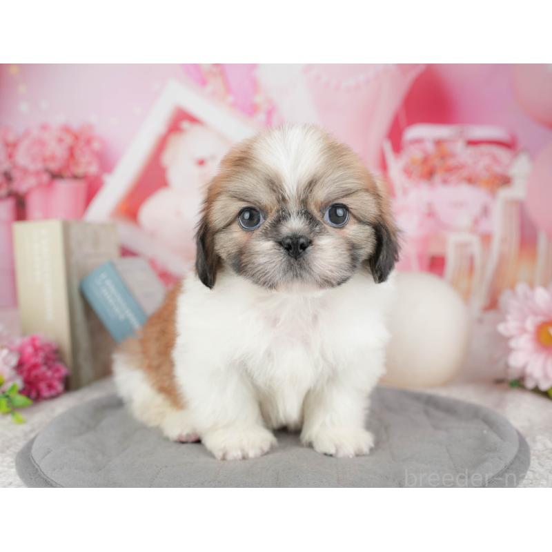 販売中の東京都のミックス犬-449308の9枚目