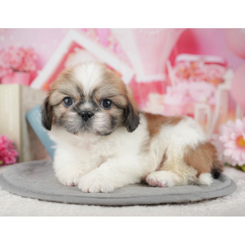 販売中の東京都のミックス犬-449308の8枚目