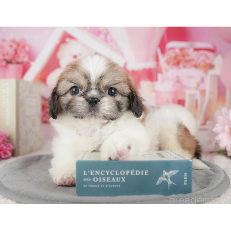 販売中の東京都のミックス犬-449308の7枚目