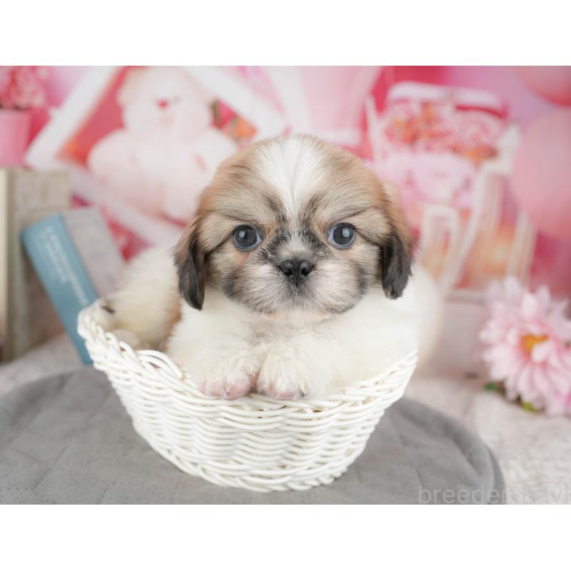 販売中の東京都のミックス犬-449308の6枚目