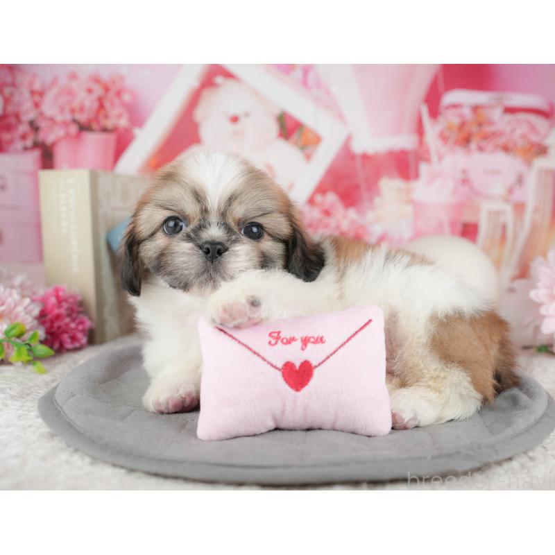 販売中の東京都のミックス犬-449308の5枚目