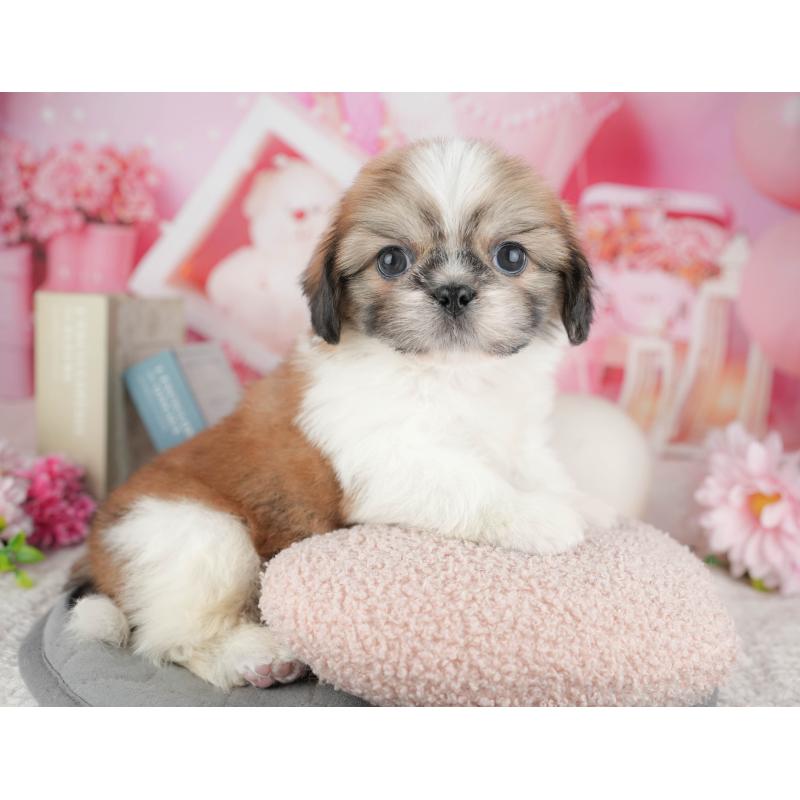 販売中の東京都のミックス犬-449308の4枚目