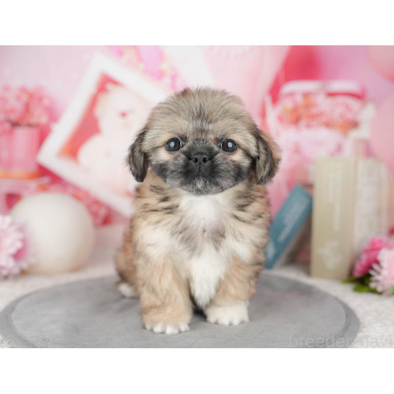 販売中の東京都のミックス犬-449309の10枚目