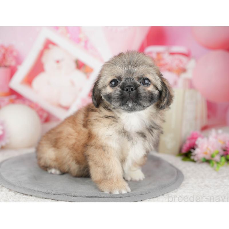 販売中の東京都のミックス犬-449309の9枚目