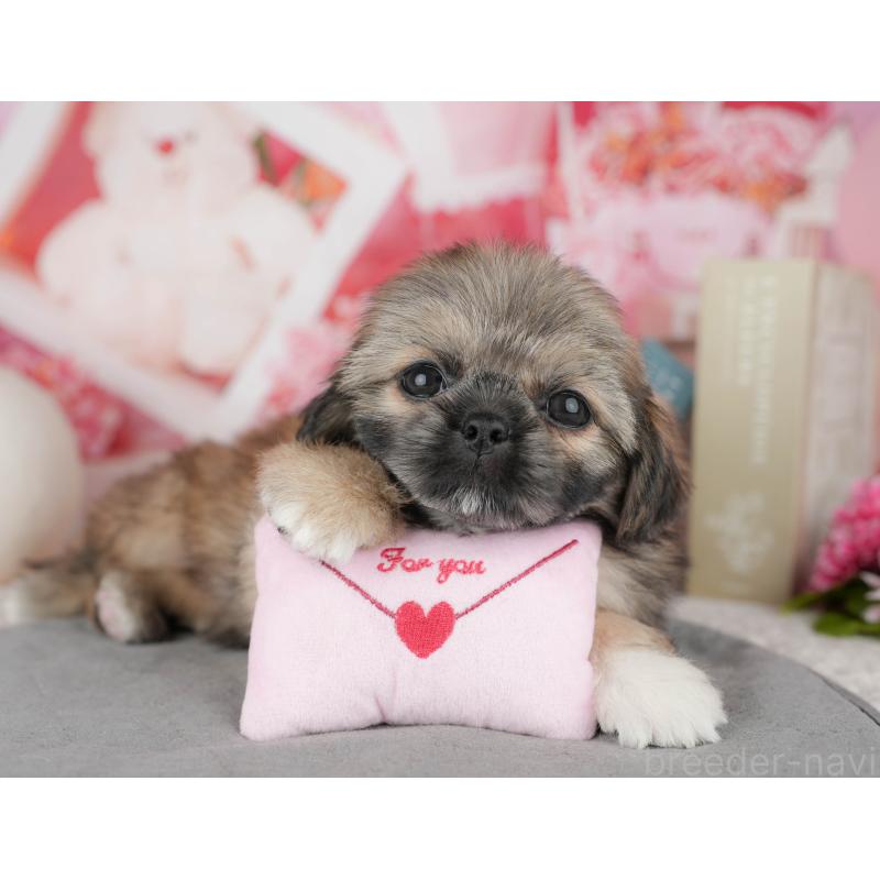 販売中の東京都のミックス犬-449309の8枚目