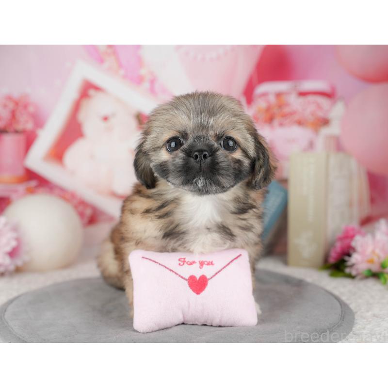 販売中の東京都のミックス犬-449309の7枚目