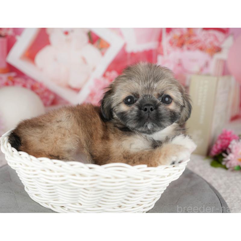 販売中の東京都のミックス犬-449309の4枚目