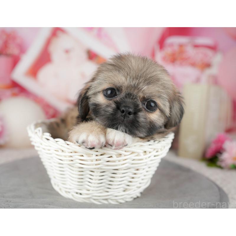 販売中の東京都のミックス犬-449309の3枚目