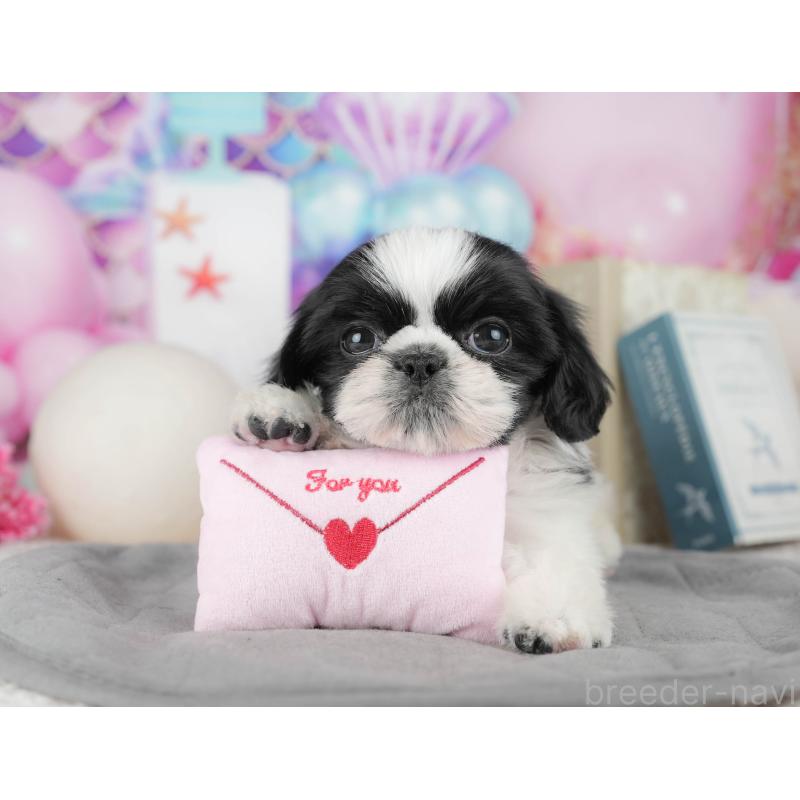 販売中の東京都のミックス犬-449306