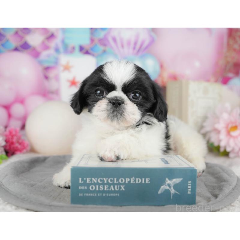 販売中の東京都のミックス犬-449306の11枚目