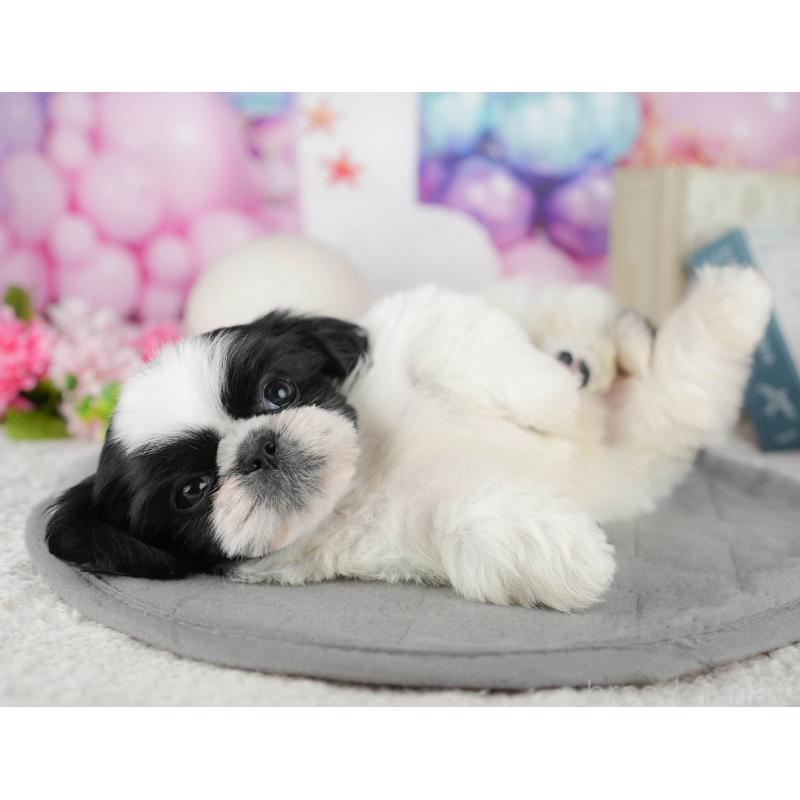 販売中の東京都のミックス犬-449306の10枚目